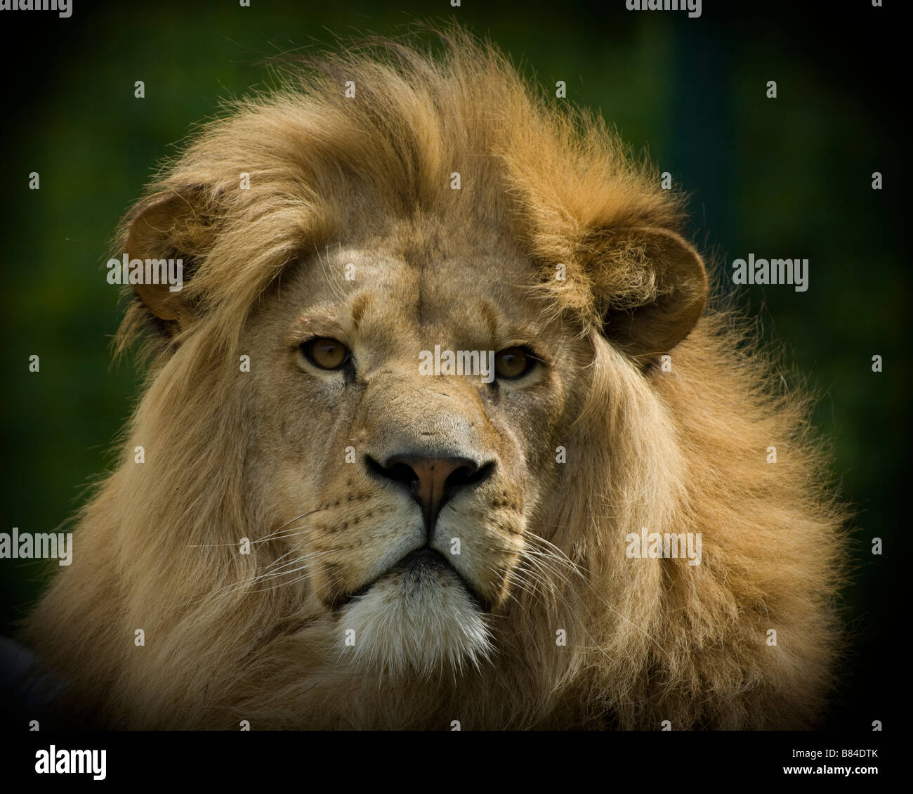 LIONS HEAD Panthera leo Wildlife Heritage Foundation Smarden Kent Stock Photo