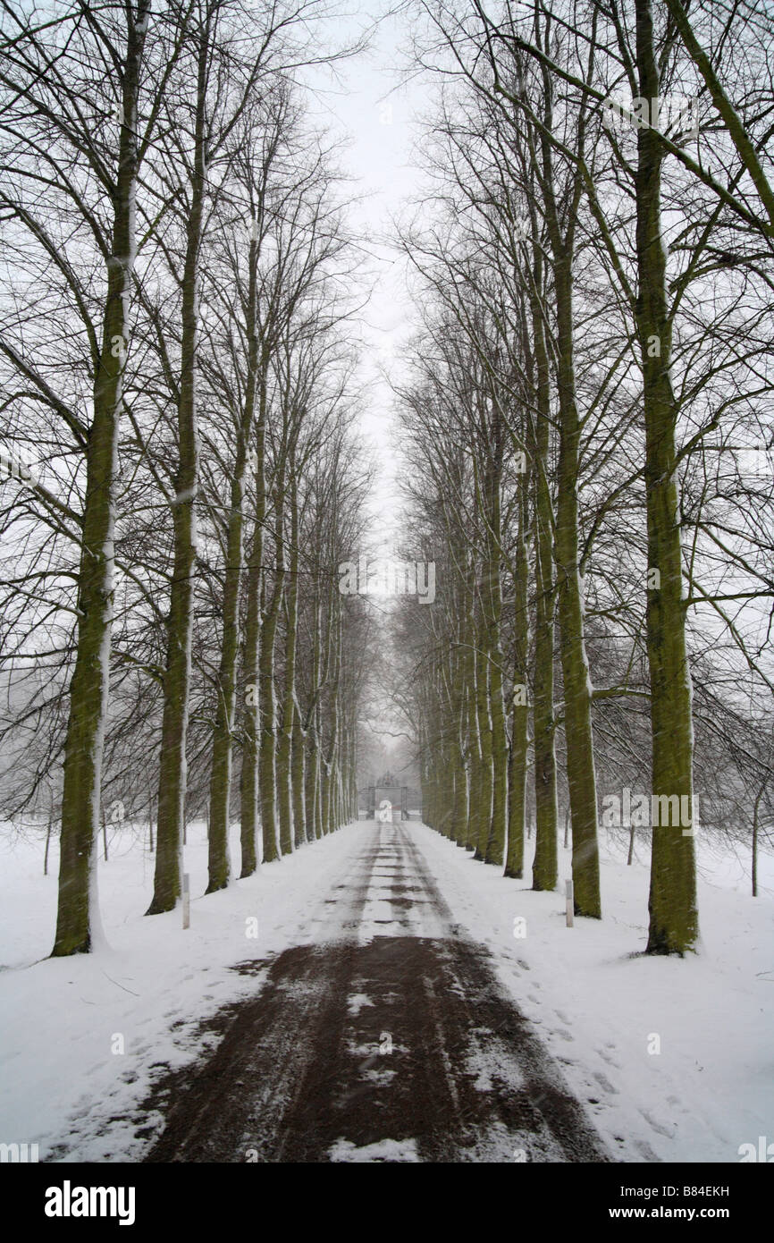 Trinity college Cambridge university 'avenue of trees' in the snow, winter, Cambridge, England, UK Stock Photo
