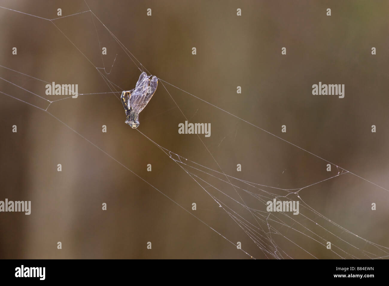 A dragonfly caught in a spider's web. Herdsman Lake, Perth, Australia