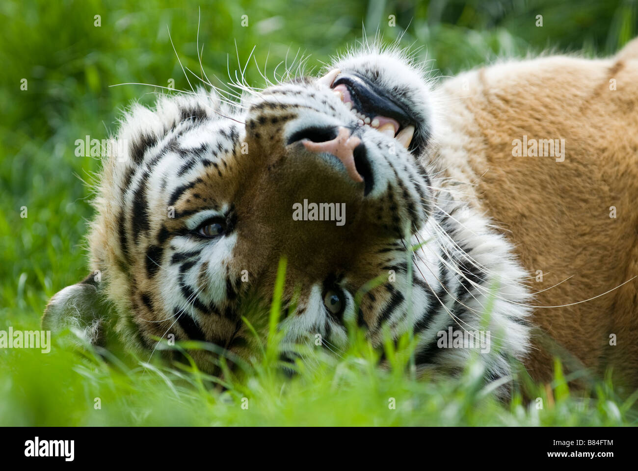 SIBERIAN TIGER Panthera tigris altaica Wildlife Heritage Foundation Smarden Kent Stock Photo