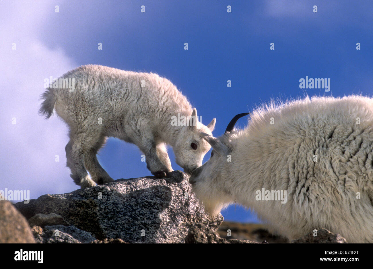 MOTHER AND KID MOUNTAIN GOAT GREETING Stock Photo - Alamy