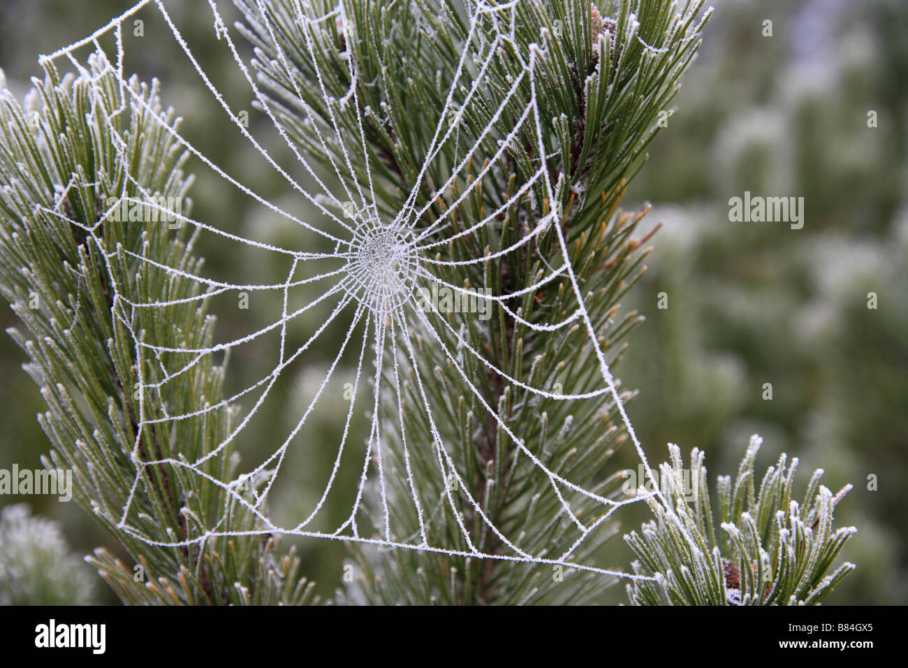 Frozen Spider Web Macro Photos