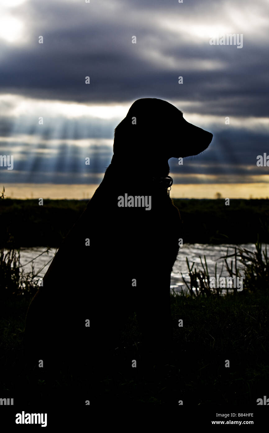 Silhouetted Labrador against River and Dark Sky Behind Stock Photo