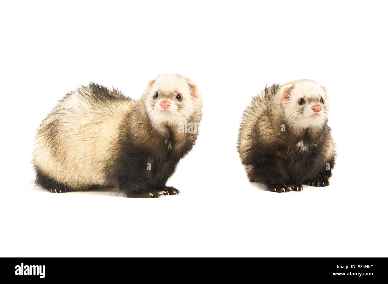 Ferrets isolated on a white background Stock Photo