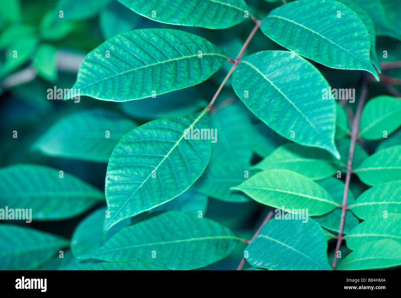 Poison sumac leaves Stock Photo Alamy