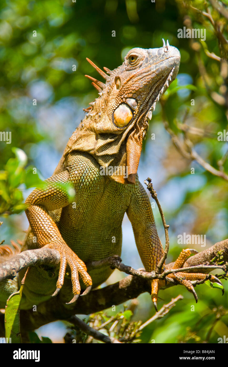Green iguana (iguana iguana) in Costa Rica Stock Photo Alamy — free download