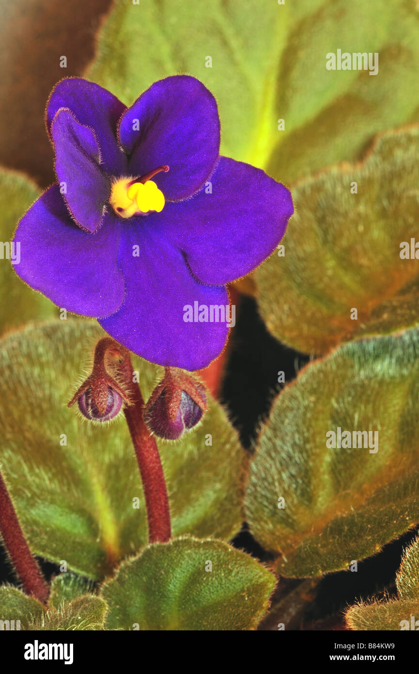 Flower of an African Violet (Saintpaulia) Stock Photo