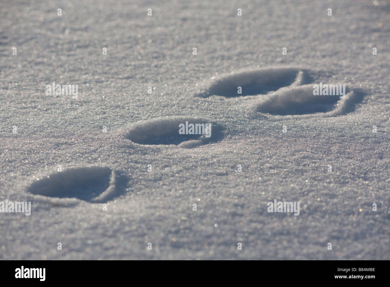 Rabbit foot prints in snow Stock Photo Alamy