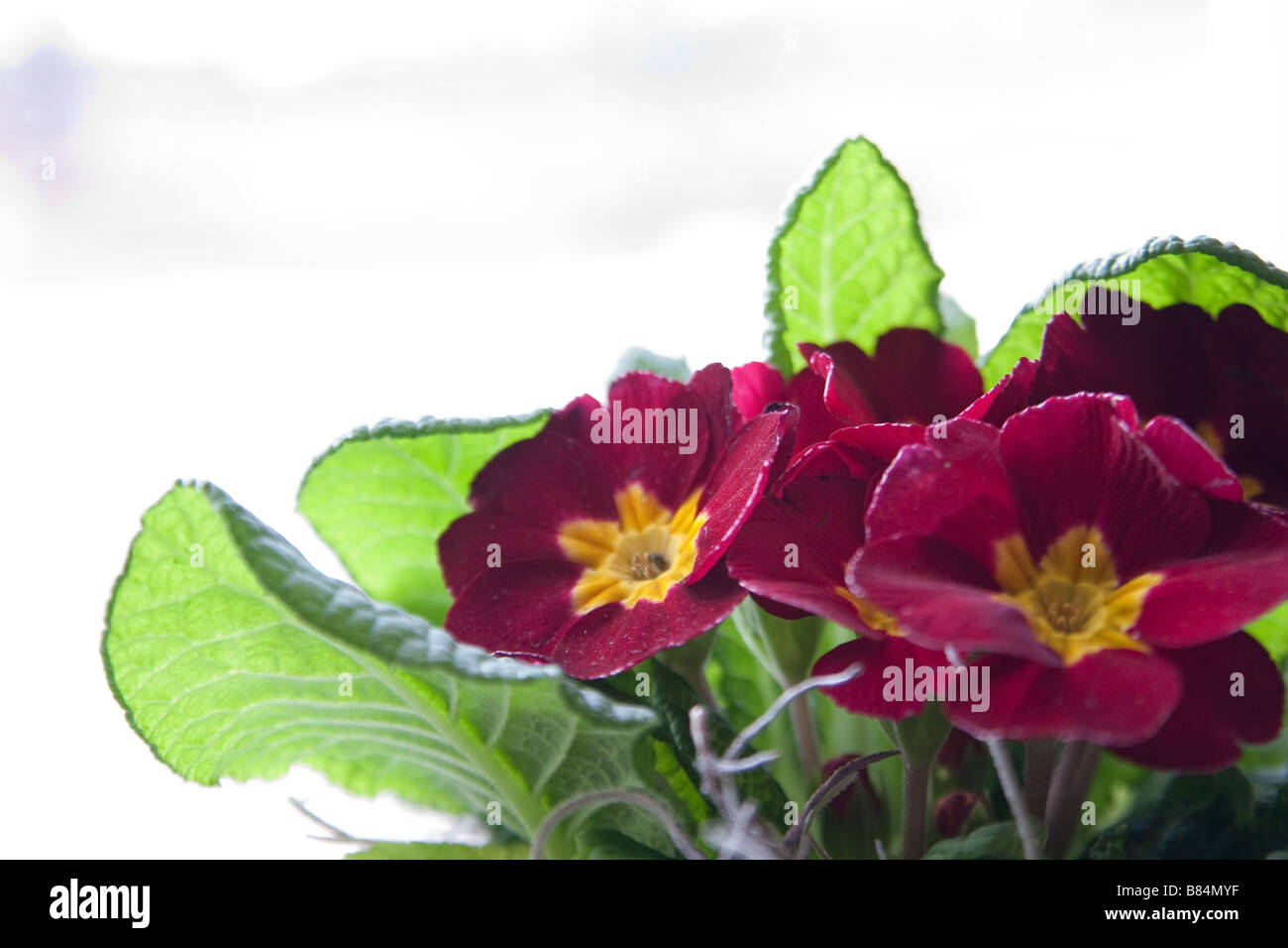 Prim rose hi-res stock photography and images - Alamy