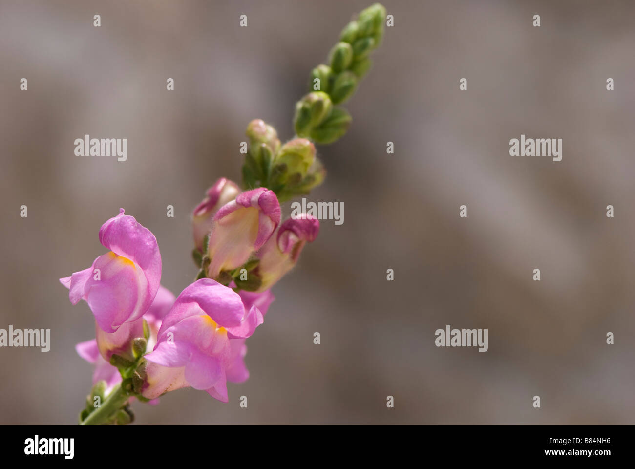 Snapdragon, Antirrhinum tortuosum growing wild in Sierra de la Zahara, Andalucia, Spain Stock Photo
