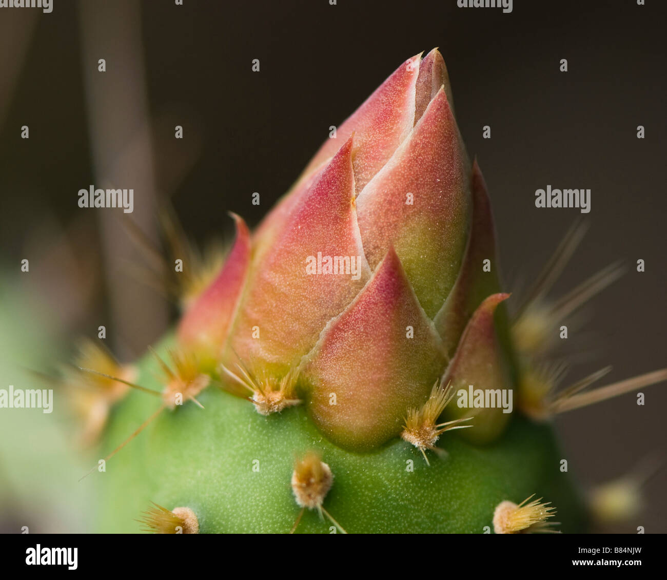 Close up of Prickly Pear Bud Stock Photo