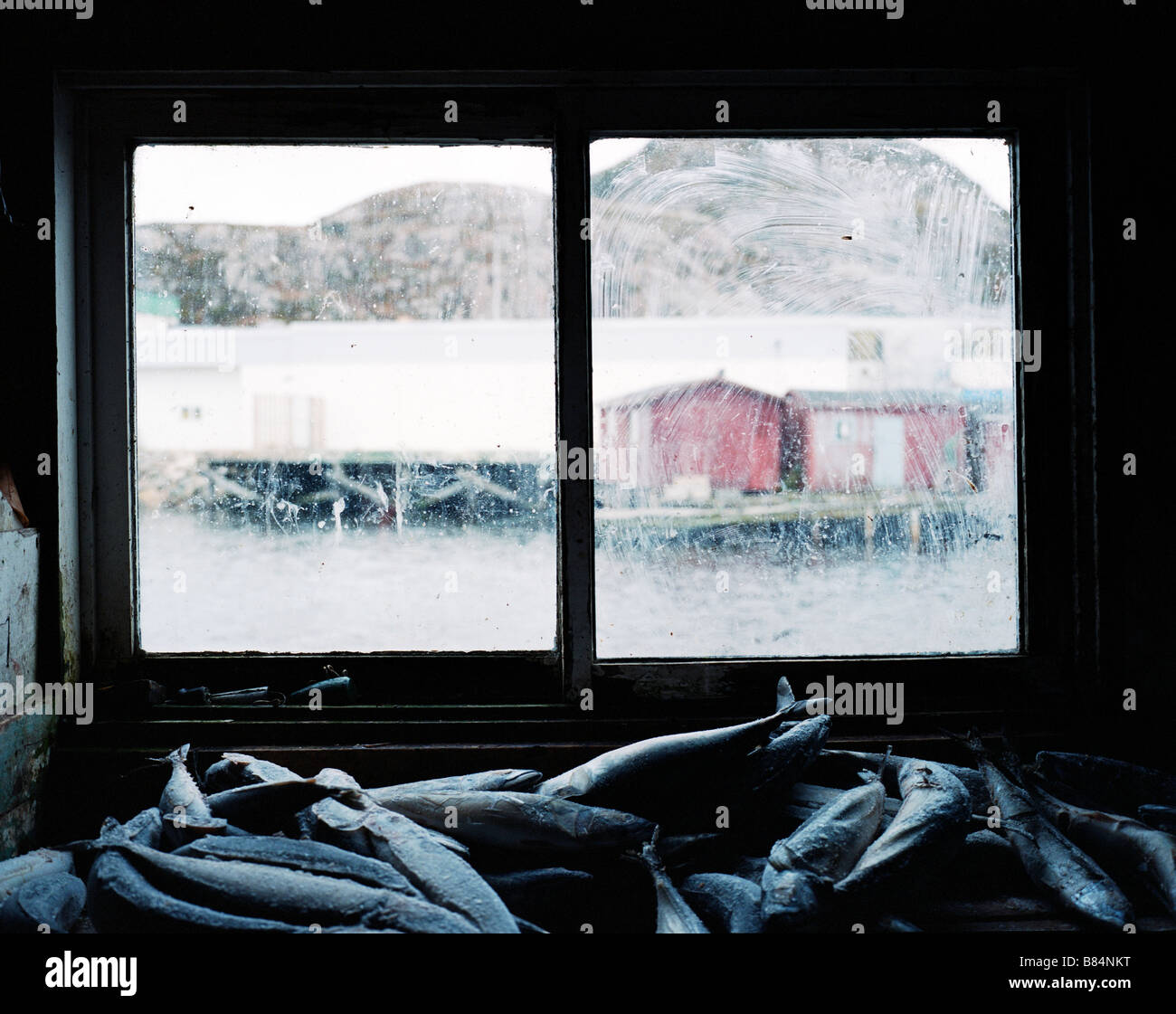 Frozen herring used bait cod hires stock photography and images Alamy