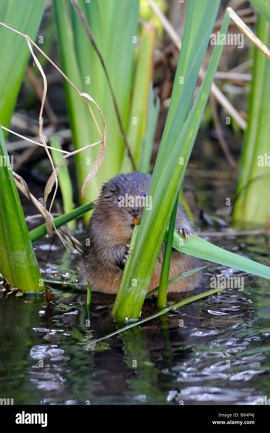 Water Vole Stock Photo