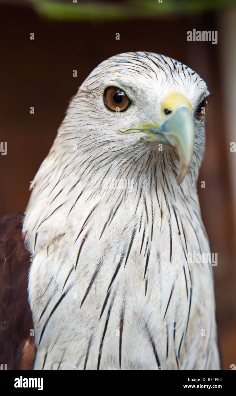 Portrait of a Brahminy kite in Fort Cochin, Kerala State, India Stock Photo
