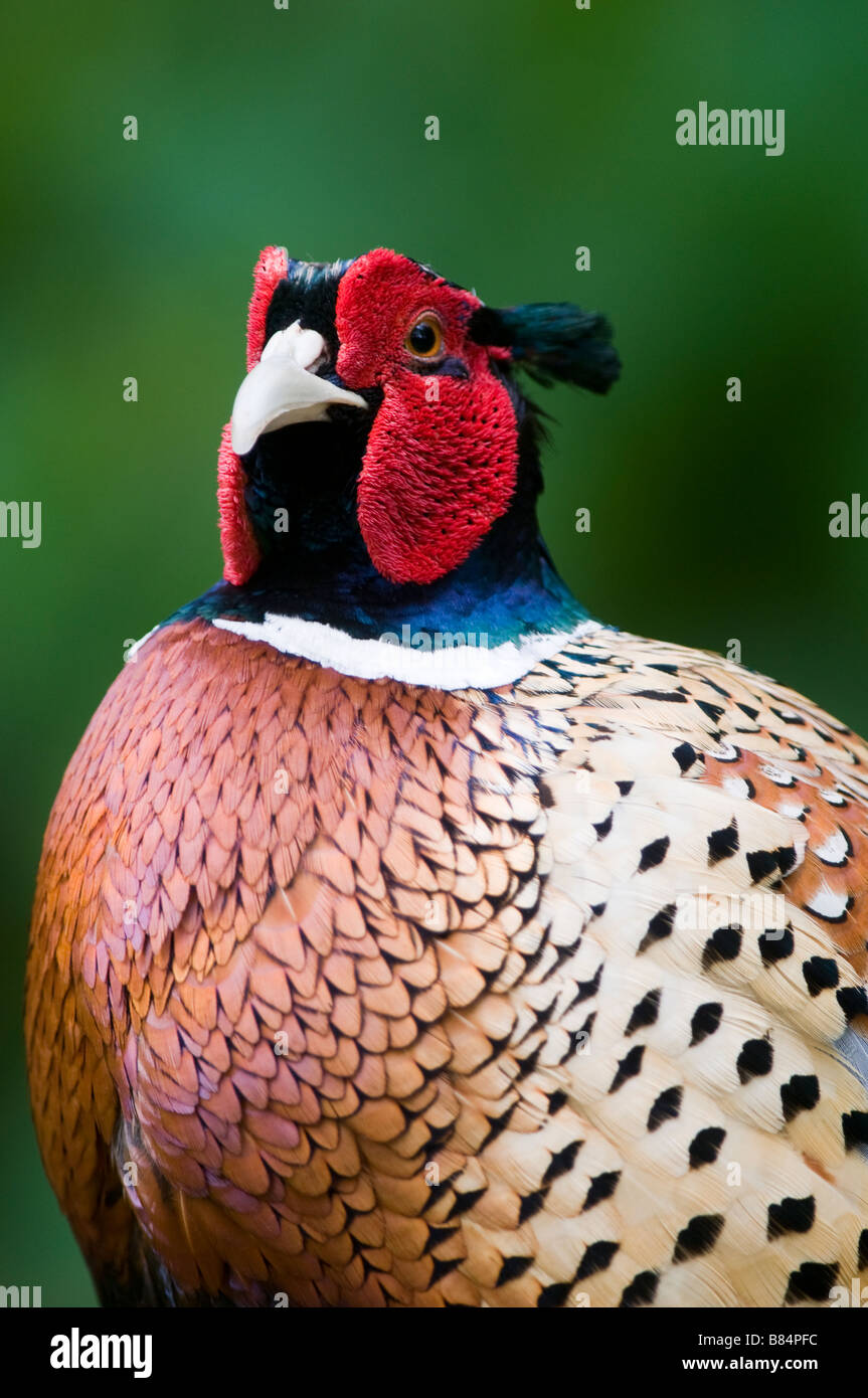 Pheasant Rspb Crimson Pheasant High Resolution Stock Photography and Images - Alamy
