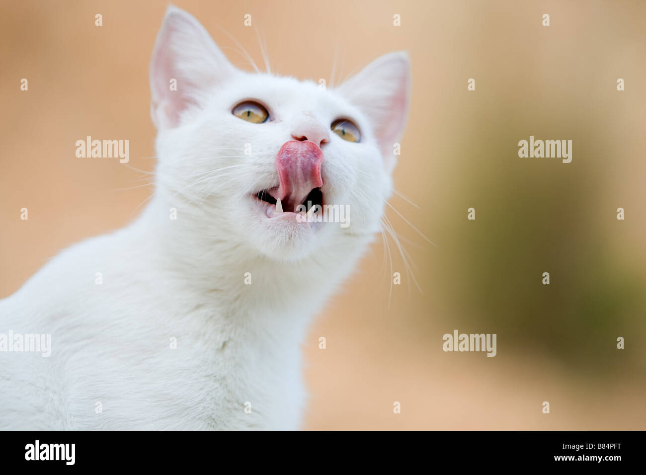 White Cat Licking his Nose Stock Photo