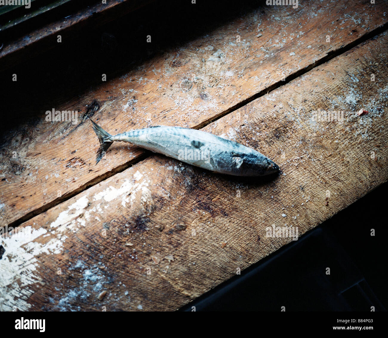 Frozen herring. Herring, cut into chunks, is used to bait cod lines Stock  Photo - Alamy