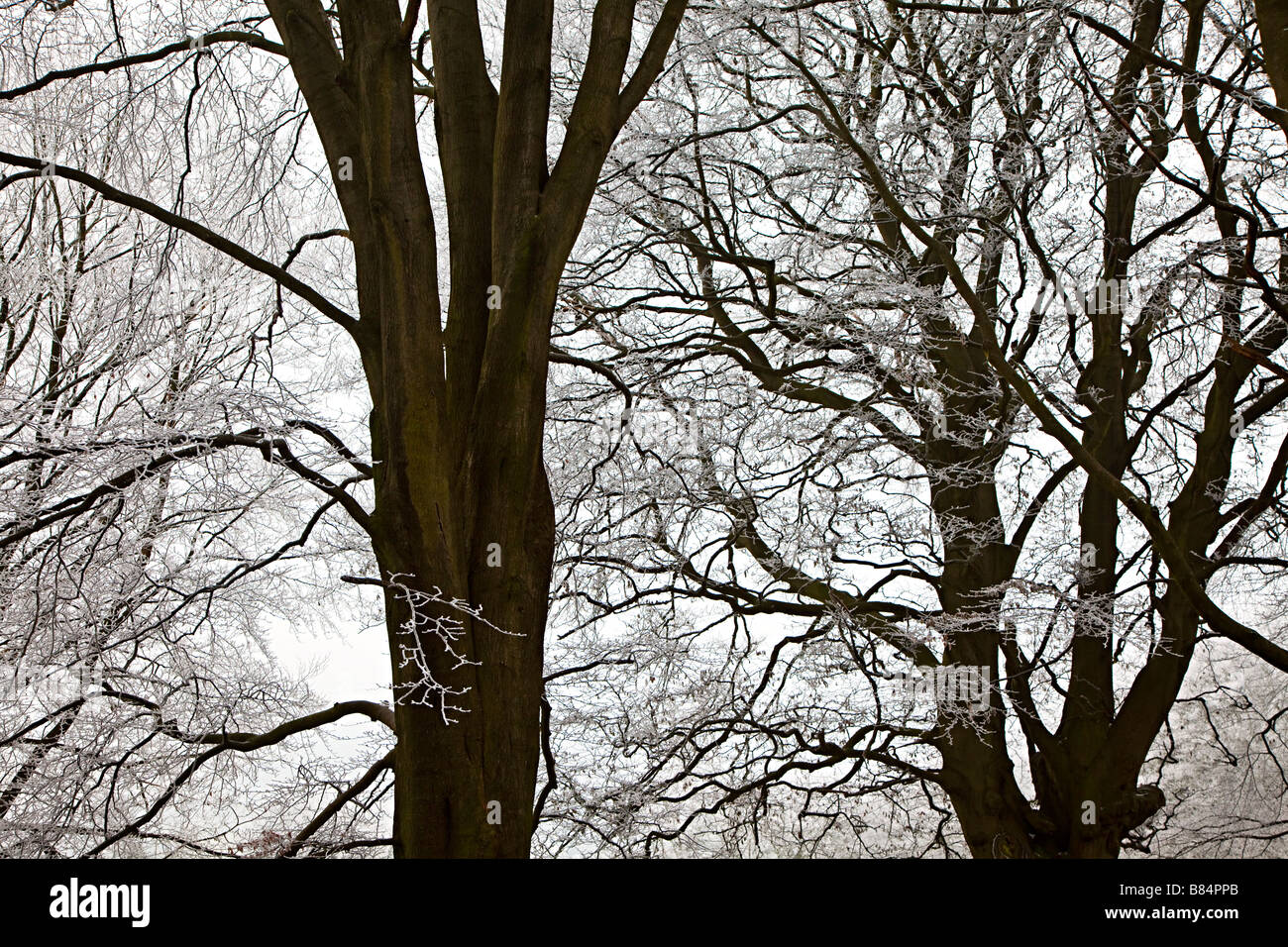 Stark winter trees covered in frost Blorenge Wales UK Stock Photo