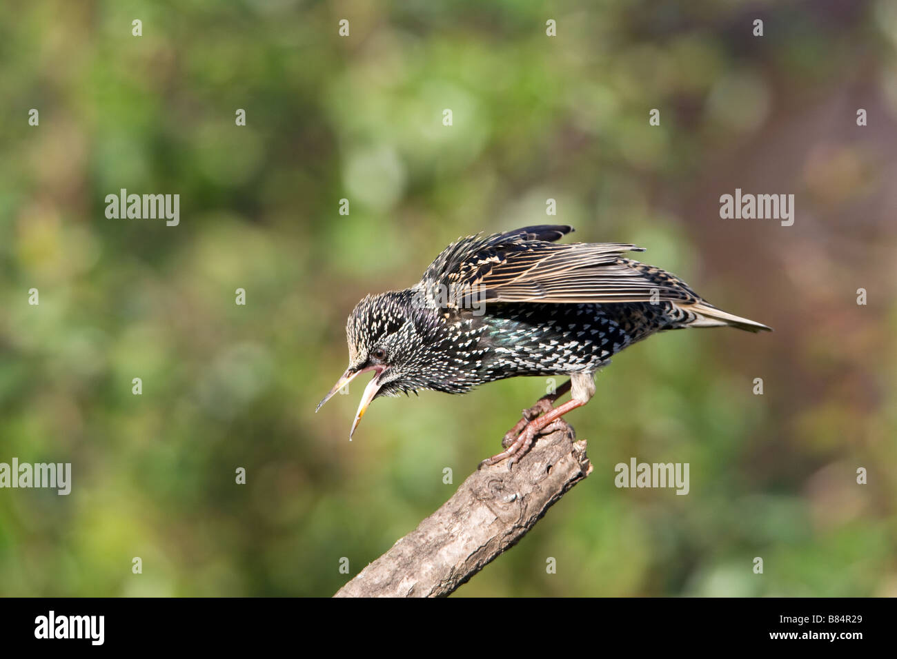Common Starling Sturnis vulgaris adult winter plumaged bird perched on a dead branch agressively calling in threat posture Stock Photo