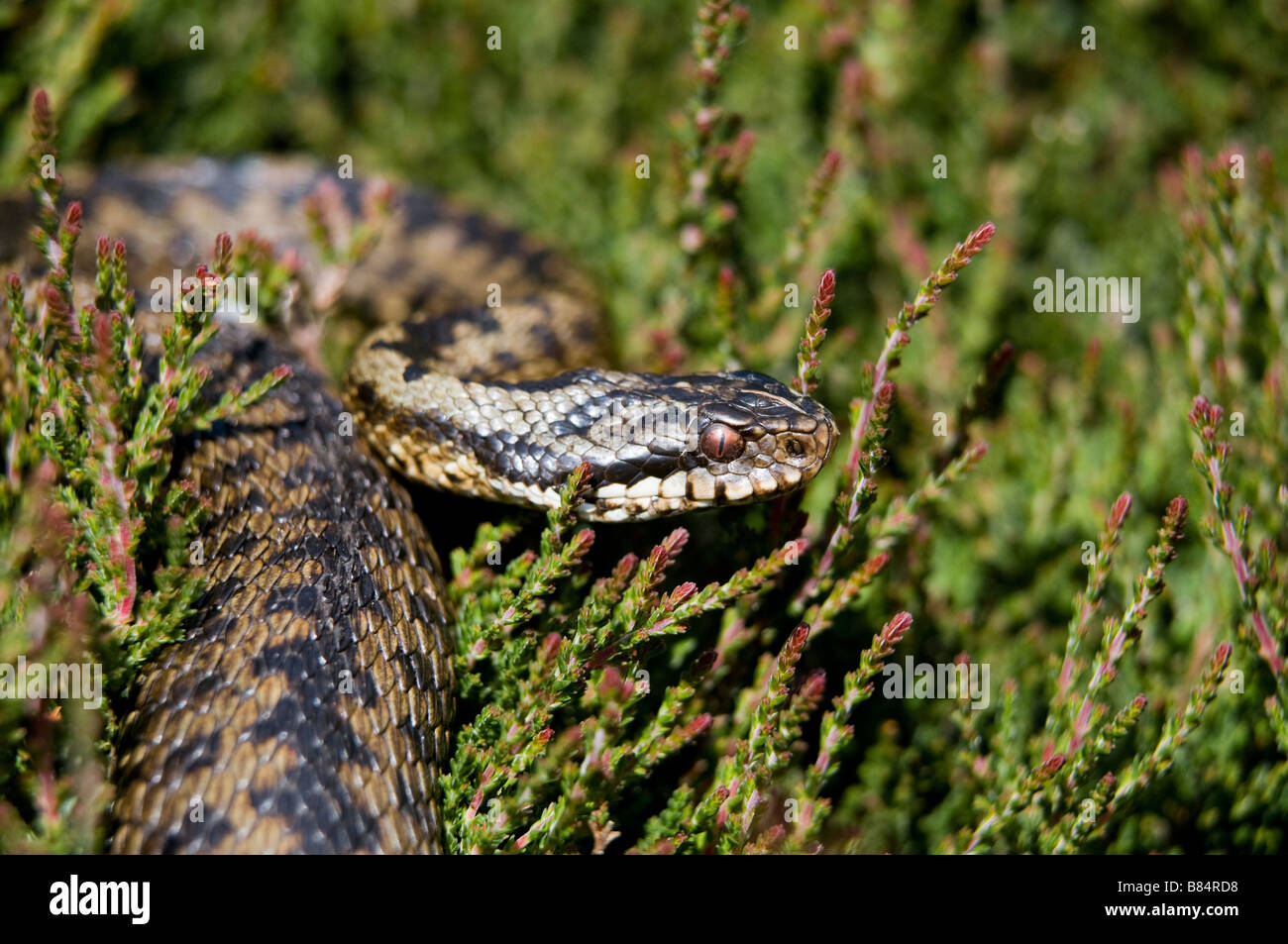 ADDER Vipera berus Derbyshire England Stock Photo