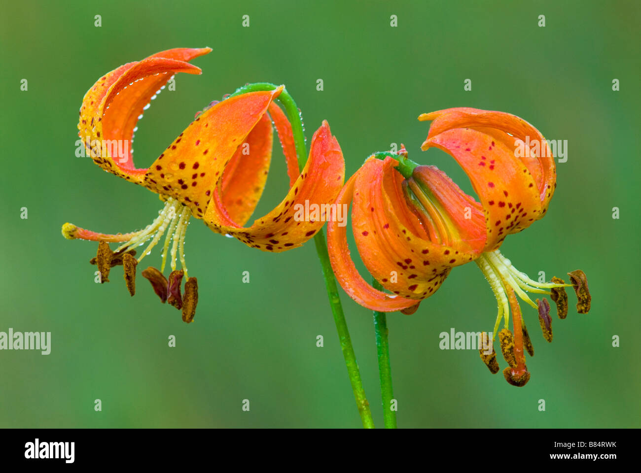 Michigan Lilies (Lilium michiganense), by Skip Moody/Dembinsky Photo Assoc Stock Photo