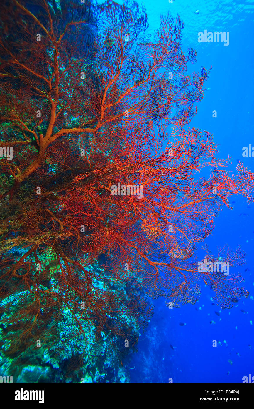 Gorgonian sea fan on coral reef feeding in the gentle current Stock Photo
