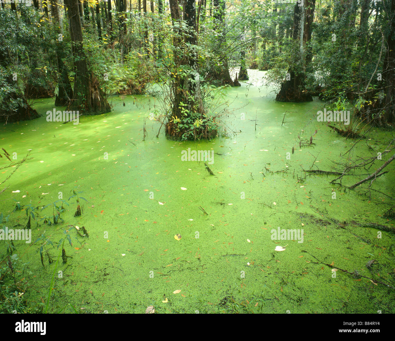 Greenfield lake park wilmington hires stock photography and images Alamy