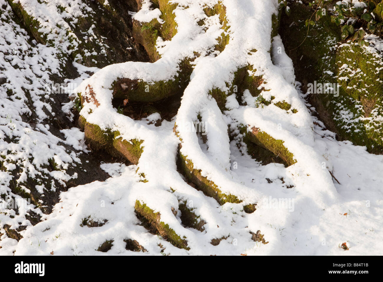 Snow on tree roots hi-res stock photography and images - Alamy