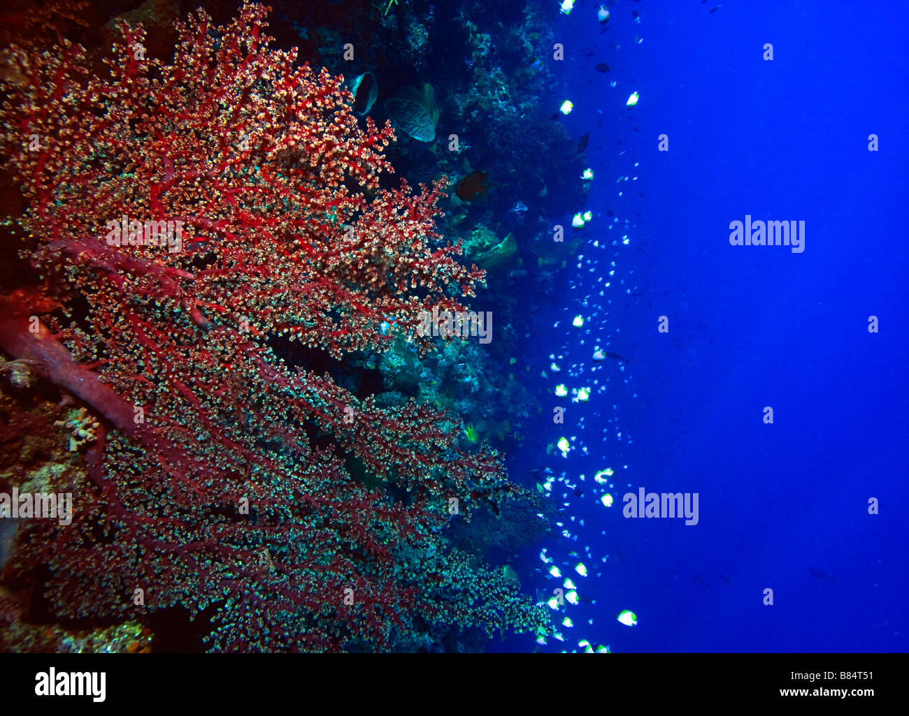 Gorgonian sea fan on coral reef feeding in the gentle current Stock Photo
