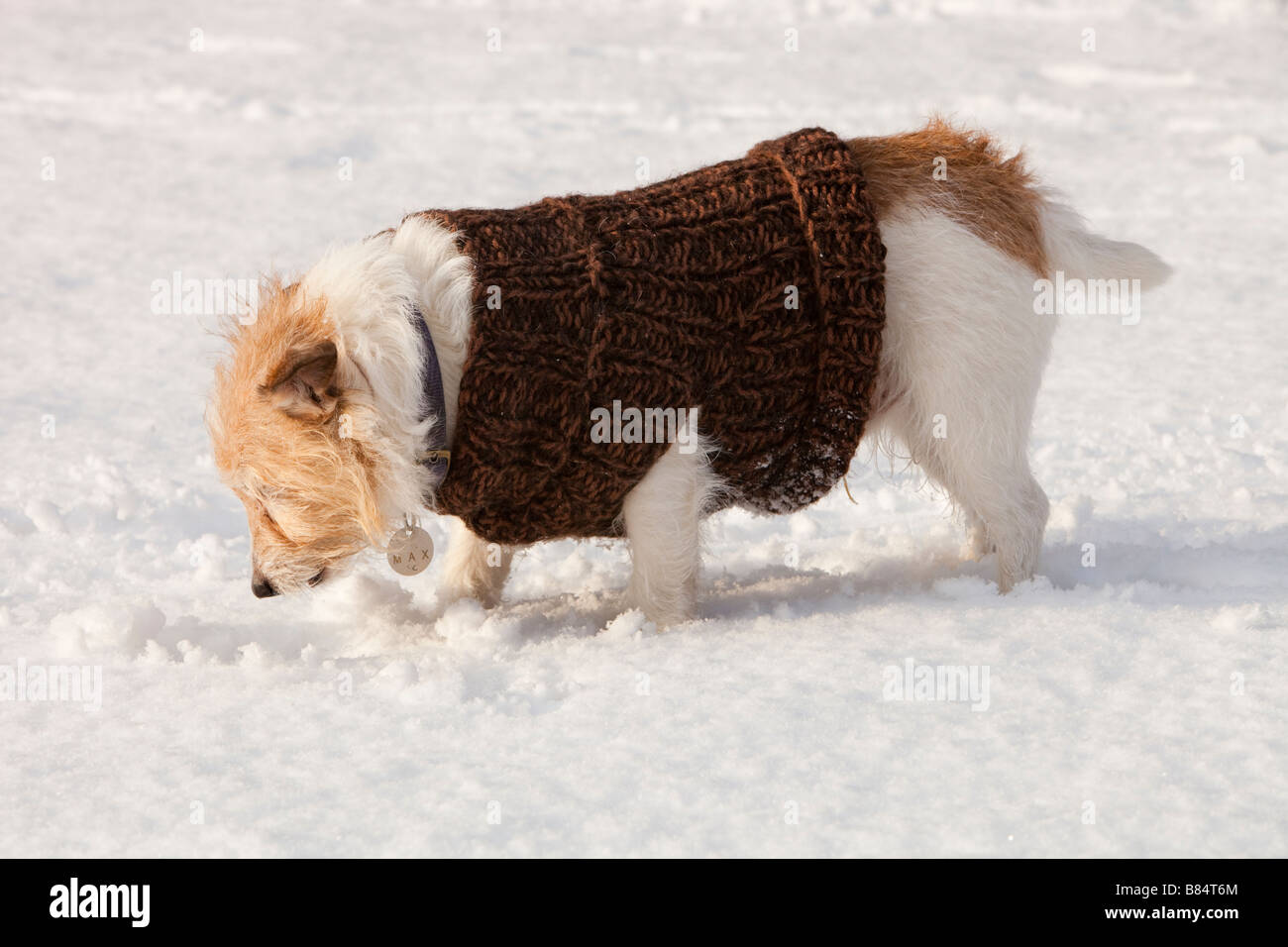 A dog playing in the snow in Ambleside UK Stock Photo - Alamy