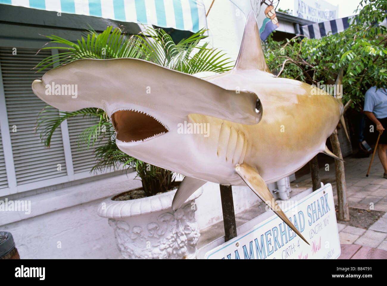 stuffed hammerhead shark