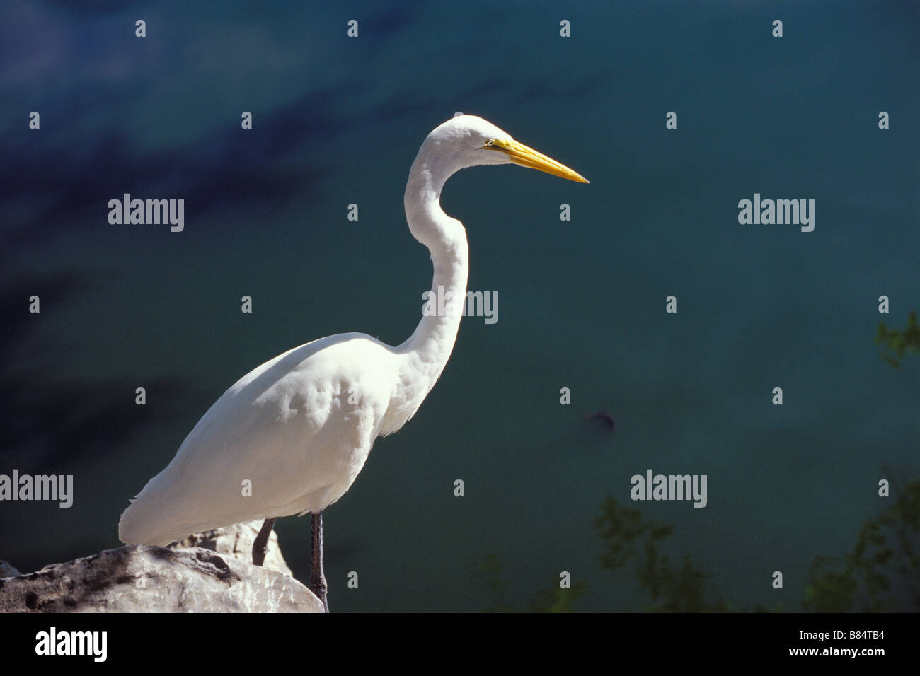 Great Egret near Playa Linda, Ixtapa, Guerrero, Mexico. Stock Photo