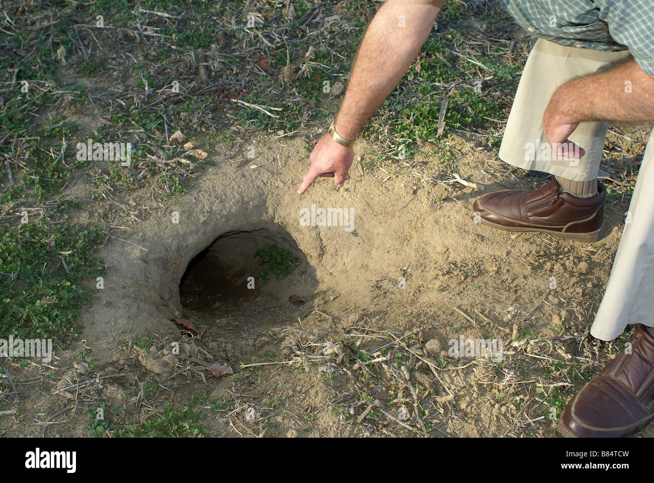 groundhog holes in yard