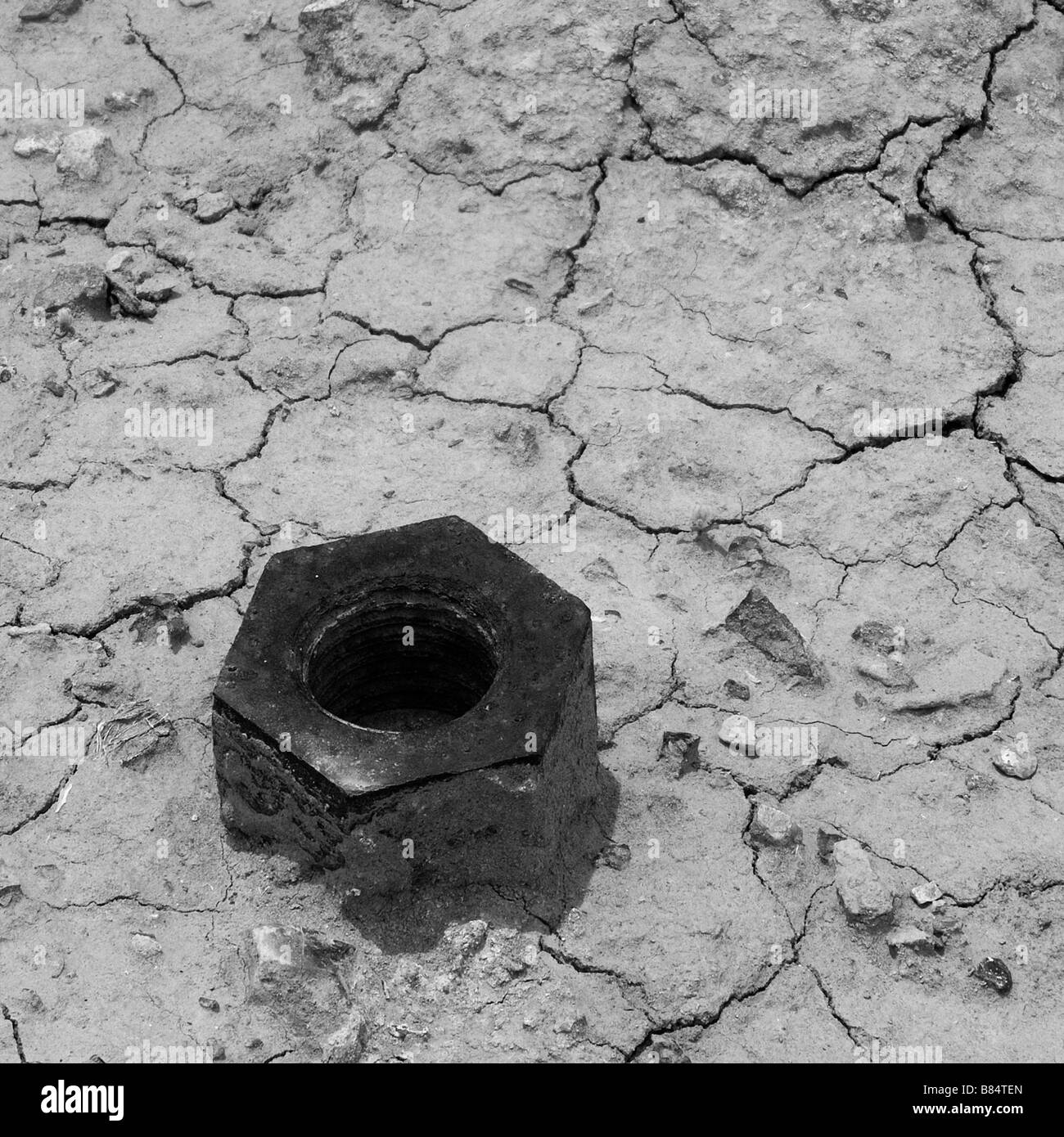 Close-up of a mutter lying on a dried patch of sand Stock Photo