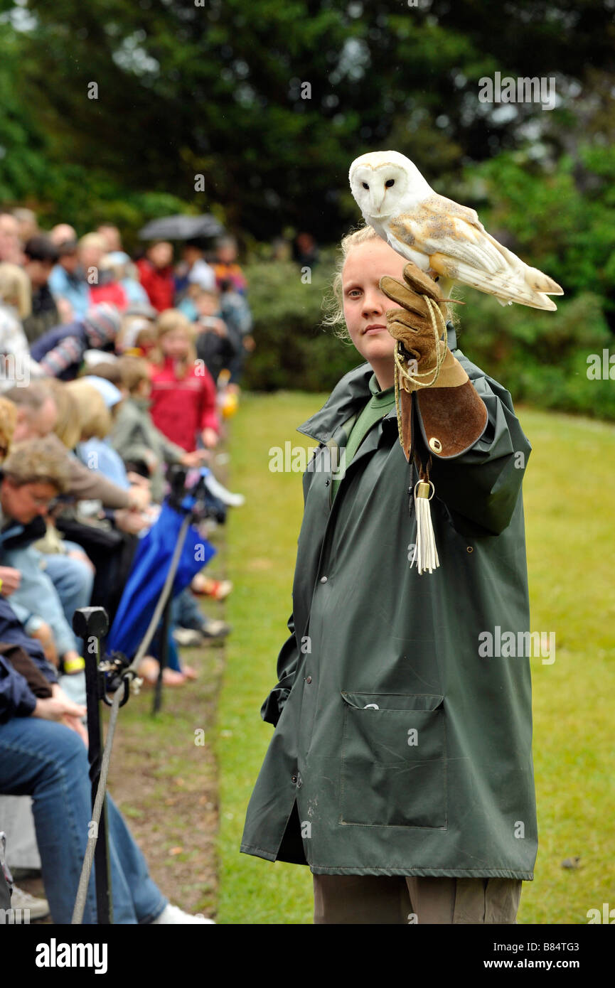 Crowds watch the owl display British Barn Owl Tyto Alba and falconry handler at World Owl Trust Muncaster Castle Cumbria Stock Photo