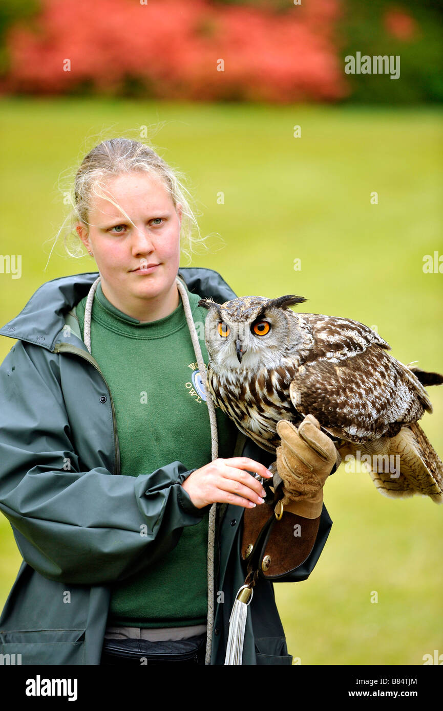 European Eagle Owl Bubo Bubo and falconry handler at World Owl Trust Muncaster Castle Cumbria Stock Photo
