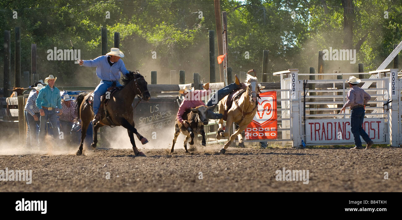 Cowboy sliding off his horse to catch a young bull for steer wrestling during a rodeo Stock Photo