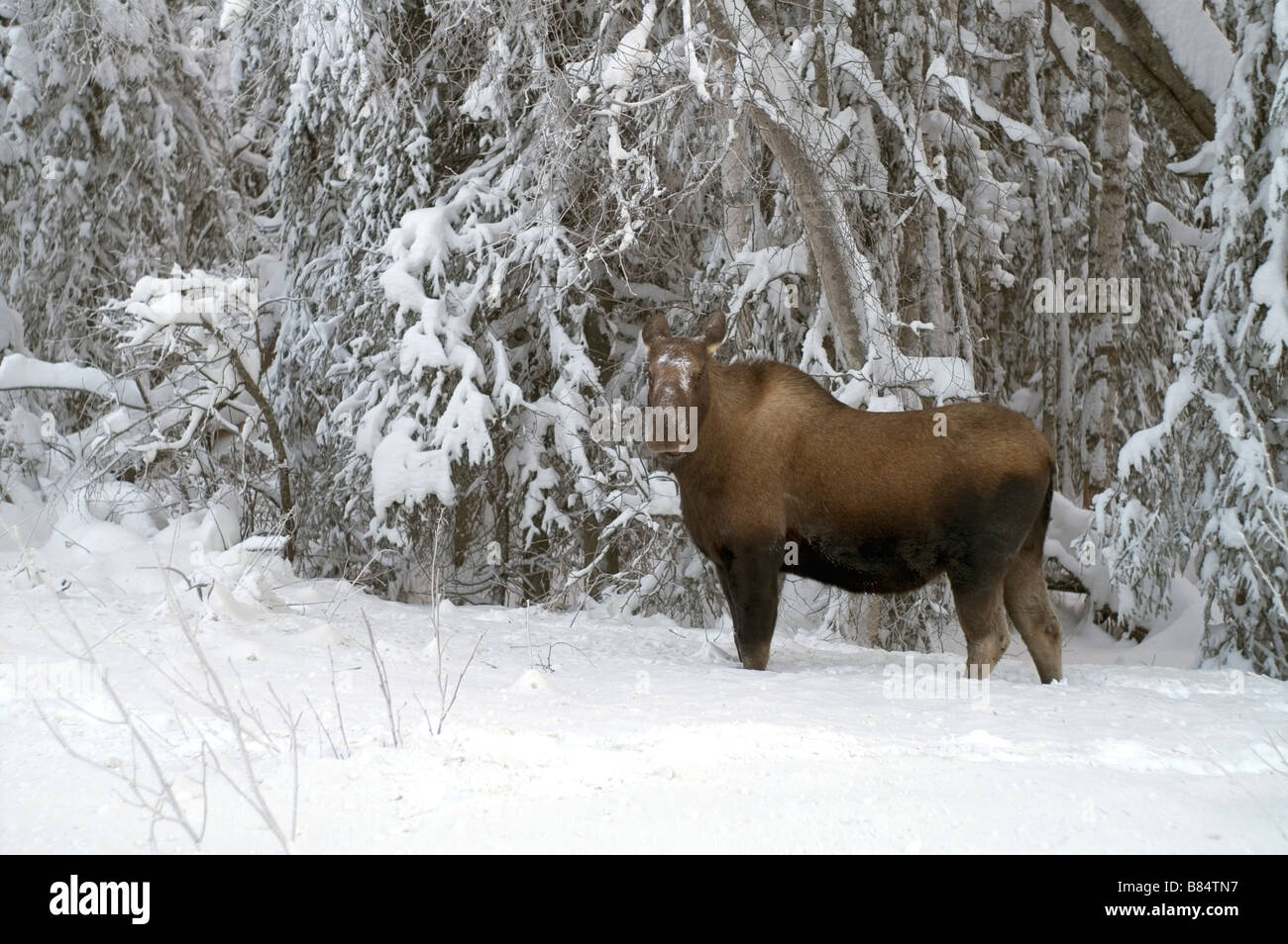 Moose Feeds on branches at tree line in winter snow Stock Photo