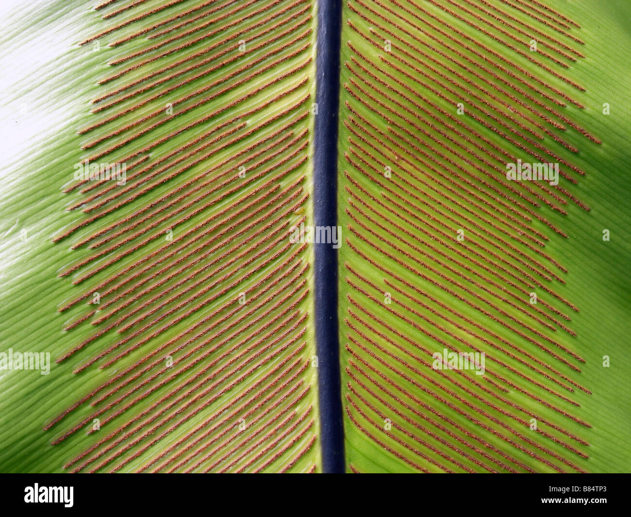 Spores underneath fern frond, Asplenium australasicum Stock Photo