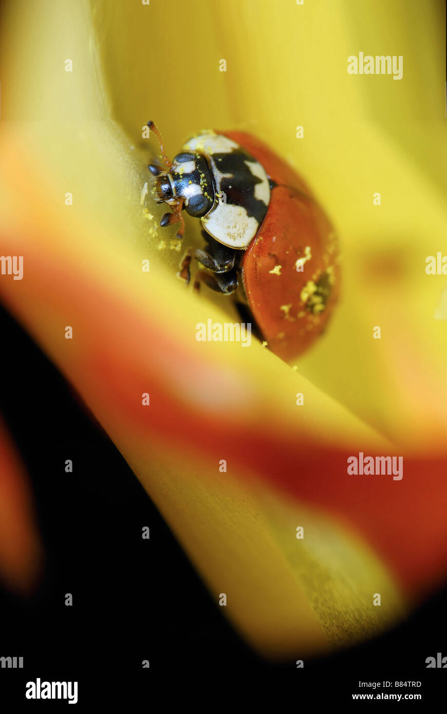 Macro of ladybird into the flower bud Stock Photo