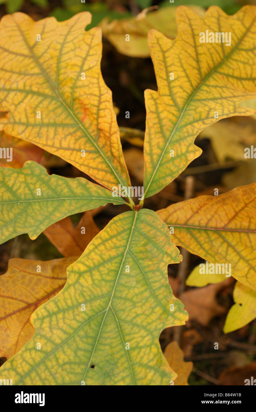 A cluster of Oak leaves Stock Photo Alamy