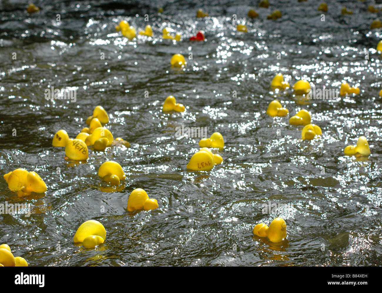 Many rubber ducks in a river, released for the annual Duck Race in
