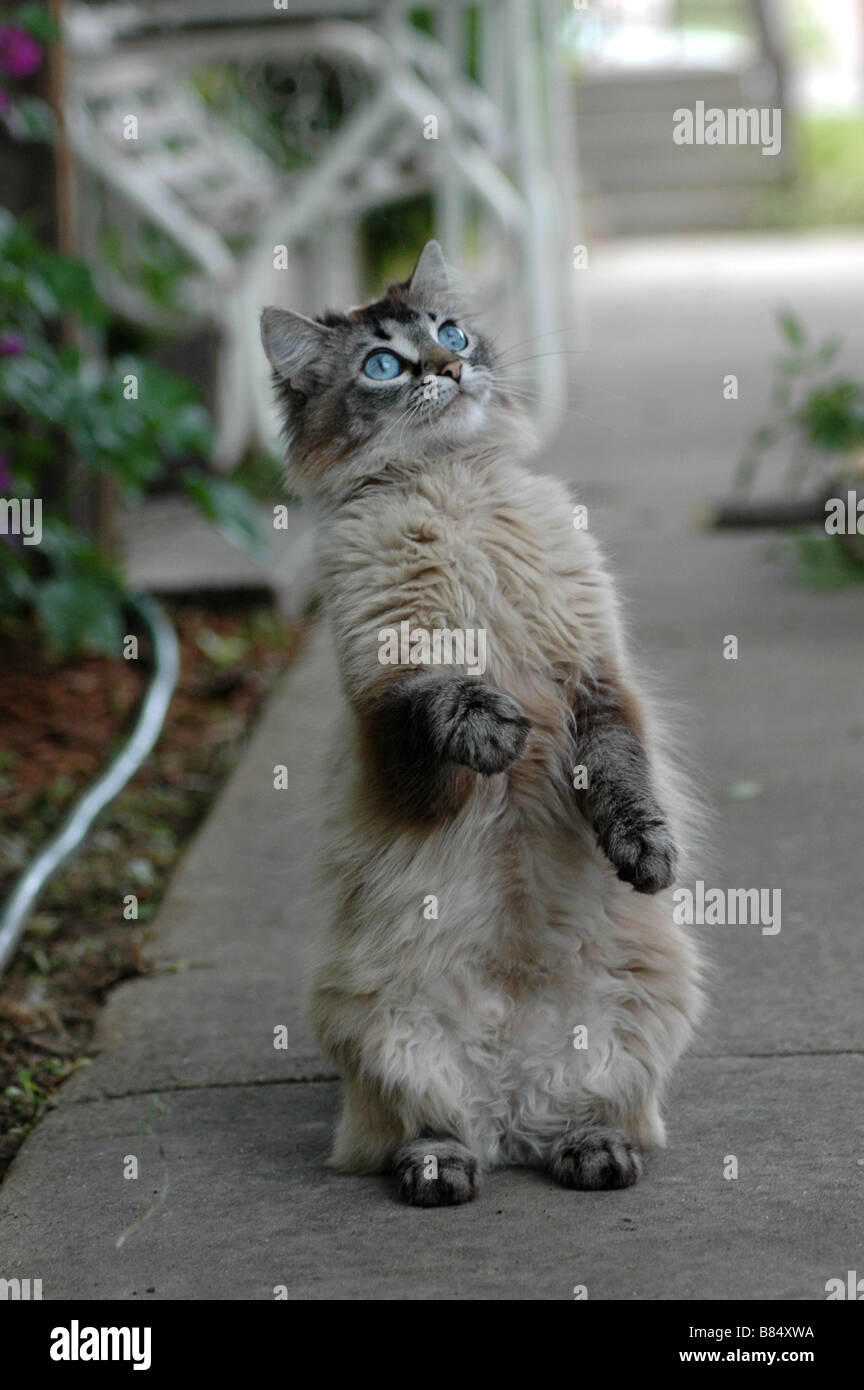 An older, quite playful, blue-eyed grey kitten Stock Photo - Alamy