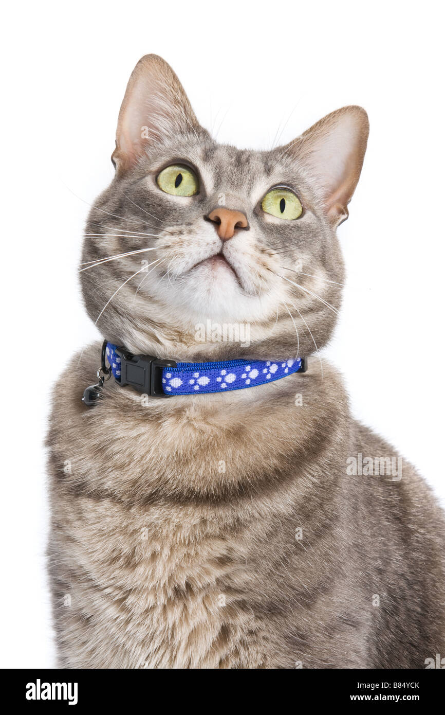 Portrait of a tabby cat isolated on white background, cut out or cutout Stock Photo
