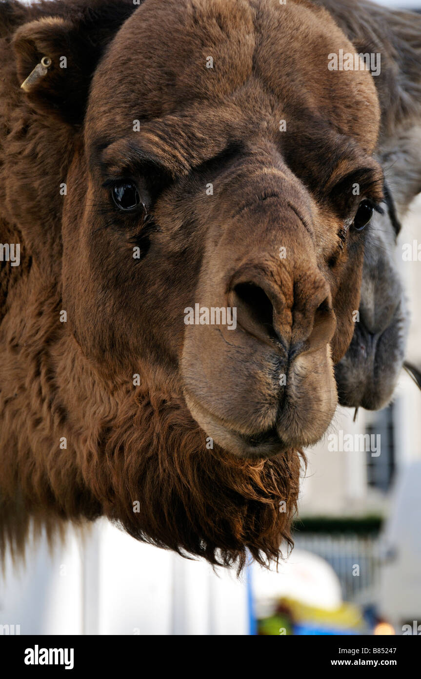 Stock photo of camels in a circus trailer The picture was taken at Bellac France Stock Photo