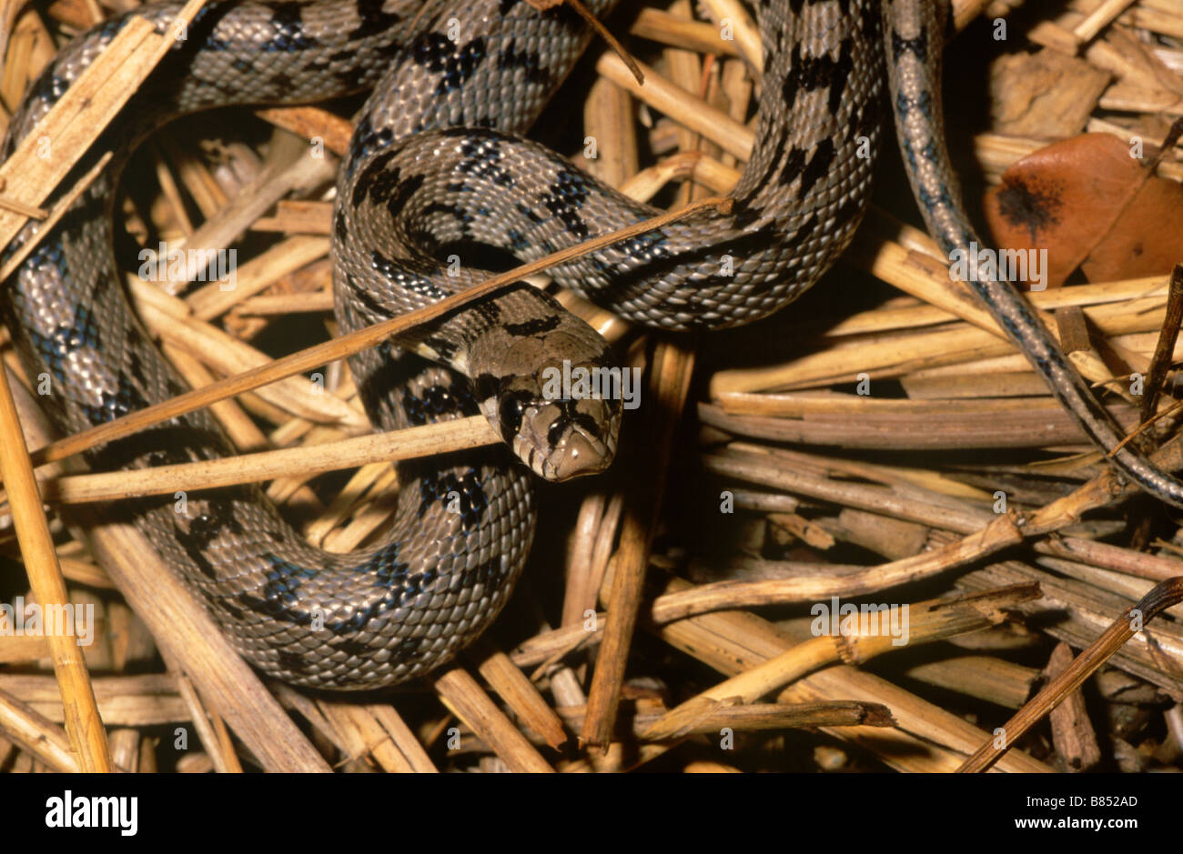 Ladder Snake (Elaphe scalaris Stock Photo Alamy