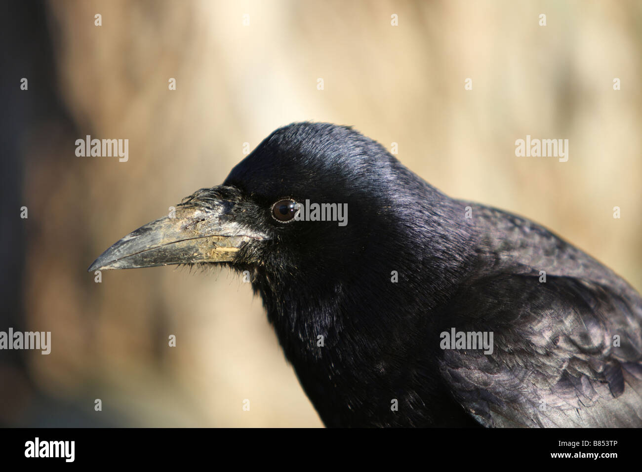 Rook flying hi-res stock photography and images - Alamy