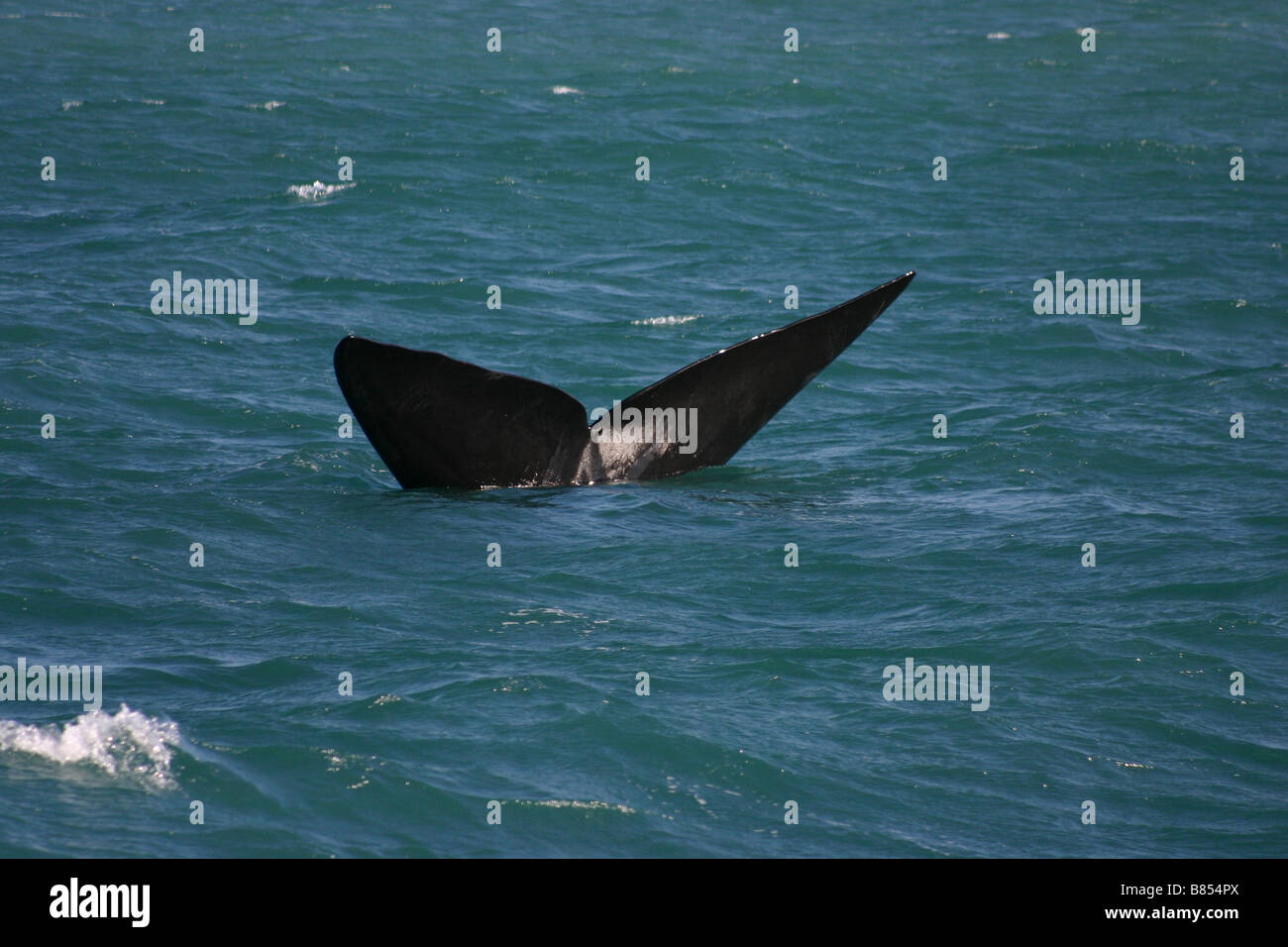 Right southern whale hi-res stock photography and images - Alamy