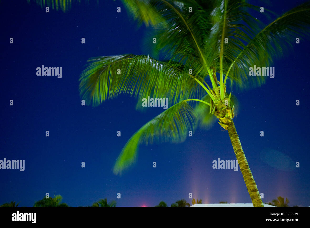 bright lit palm tree at night Stock Photo Alamy
