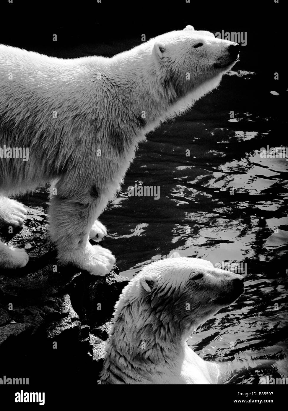Pair of polar bears at Edinburgh Zoo Stock Photo